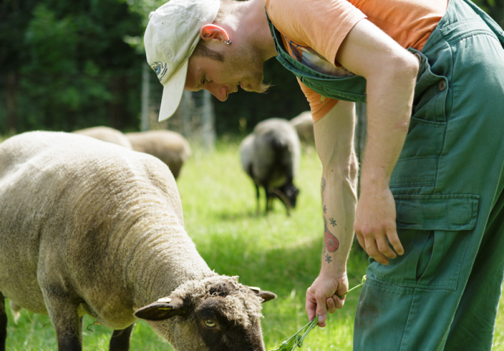 Mitarbeit bei der Schafspflege