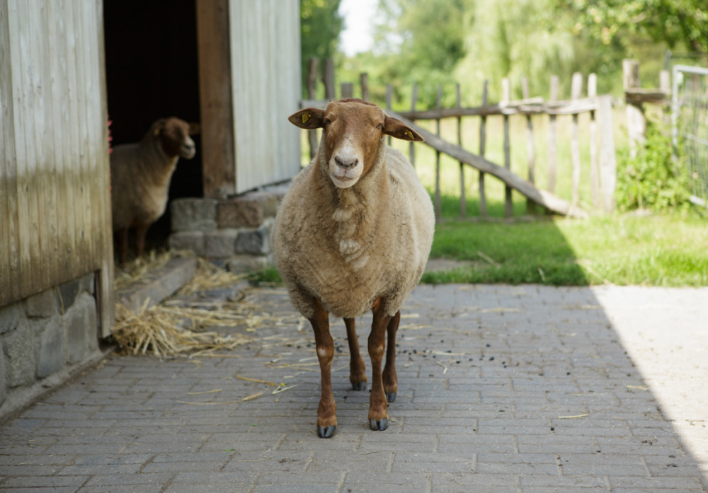 Schafe in Blankenfelde