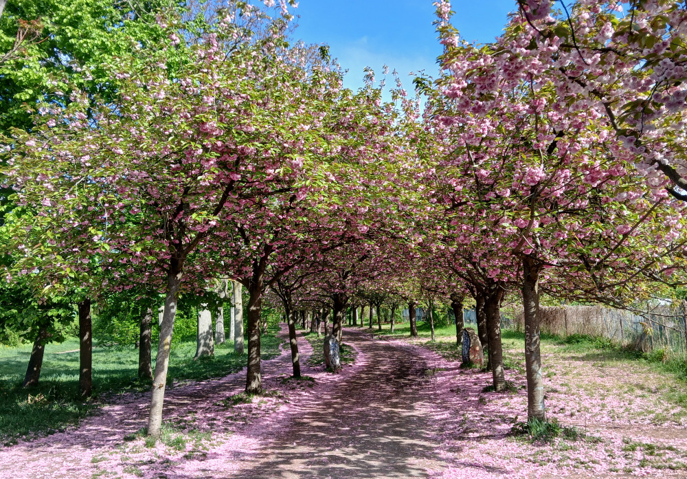 Tagesstätte Platane: Ausflug zu den Kirschblüten